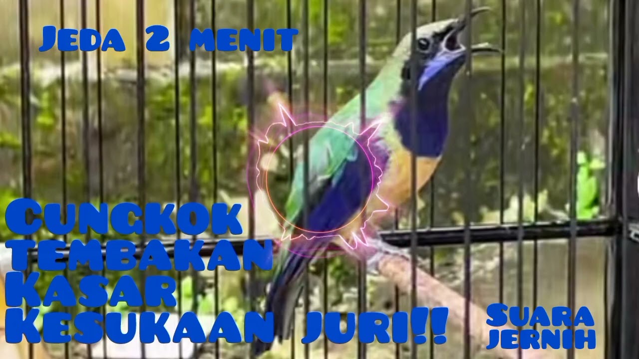 🔴 MASTERAN CUNGKOK JEDA 🔴 SUARA JERNIH COCOK UNTUK MURAI BATU 