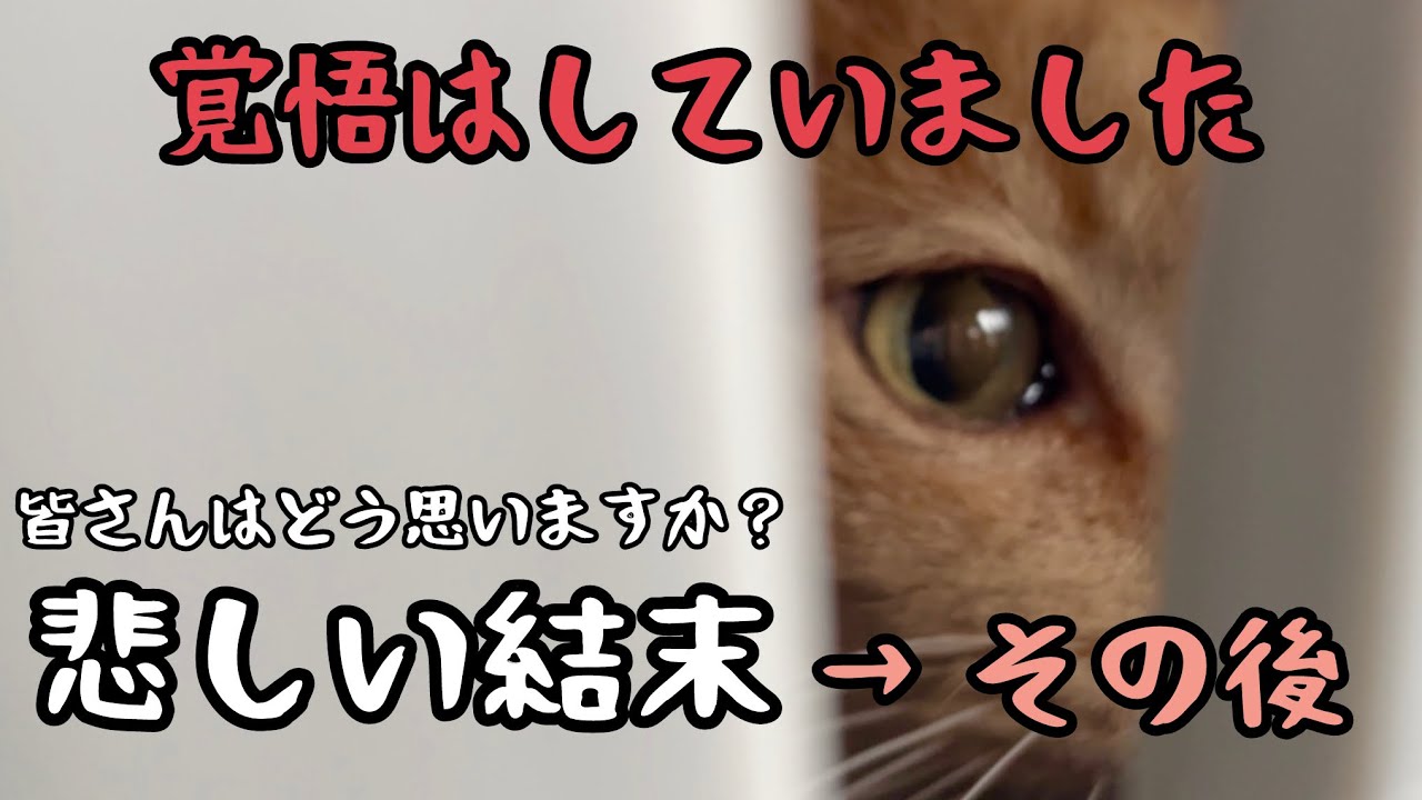 14歳猫を譲渡しに里親家へ…その後、やっぱり…個展中に連絡が来ていました