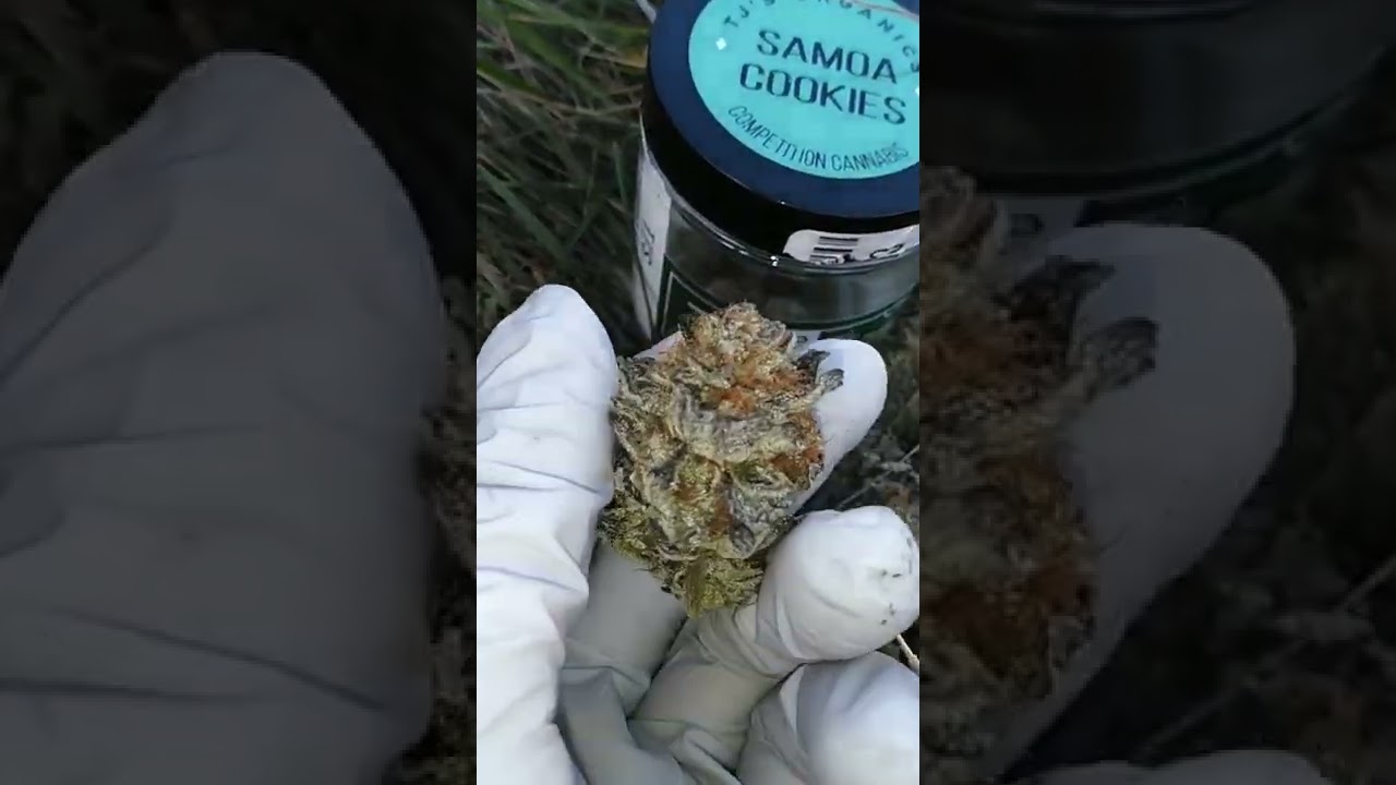 #SAMOAS [ #FORUMCUT X #FACEOFFOG ] By The Organics Bred by: #Archiveseedbank