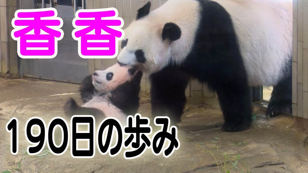香香（シャンシャン）190日の歩み