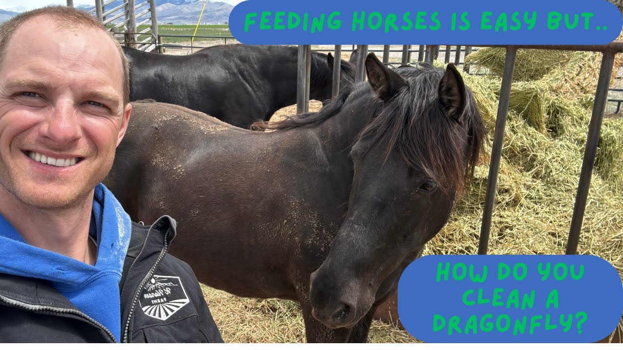Feeding horses is one thing but cleaning Dragonflies?