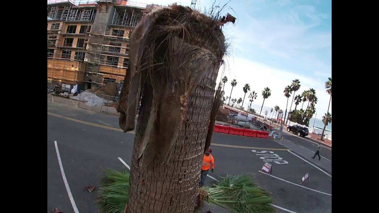 Easy Mexican Palm Tree Removed /Oceanside Ca