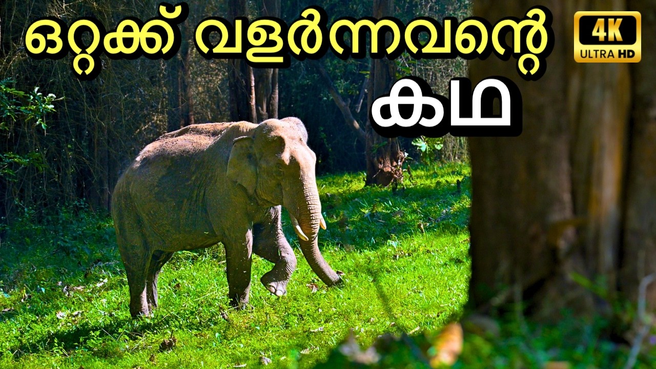 പറമ്പികുളത്തിന്റെ വളർത്തുപുത്രന്റെ കഥ - Parambikulam Trekking | 4K UHD