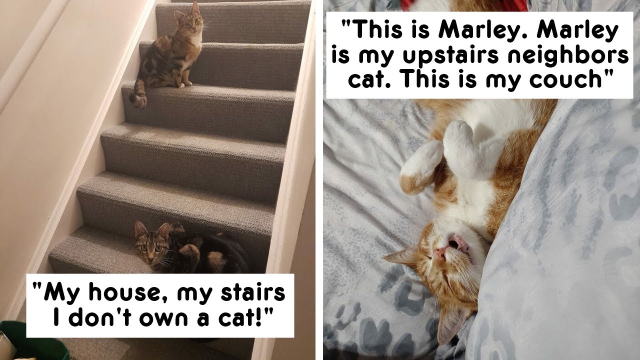The Best ‘My House, Not My Cat’ Moments That Have Ever Happened To Humans