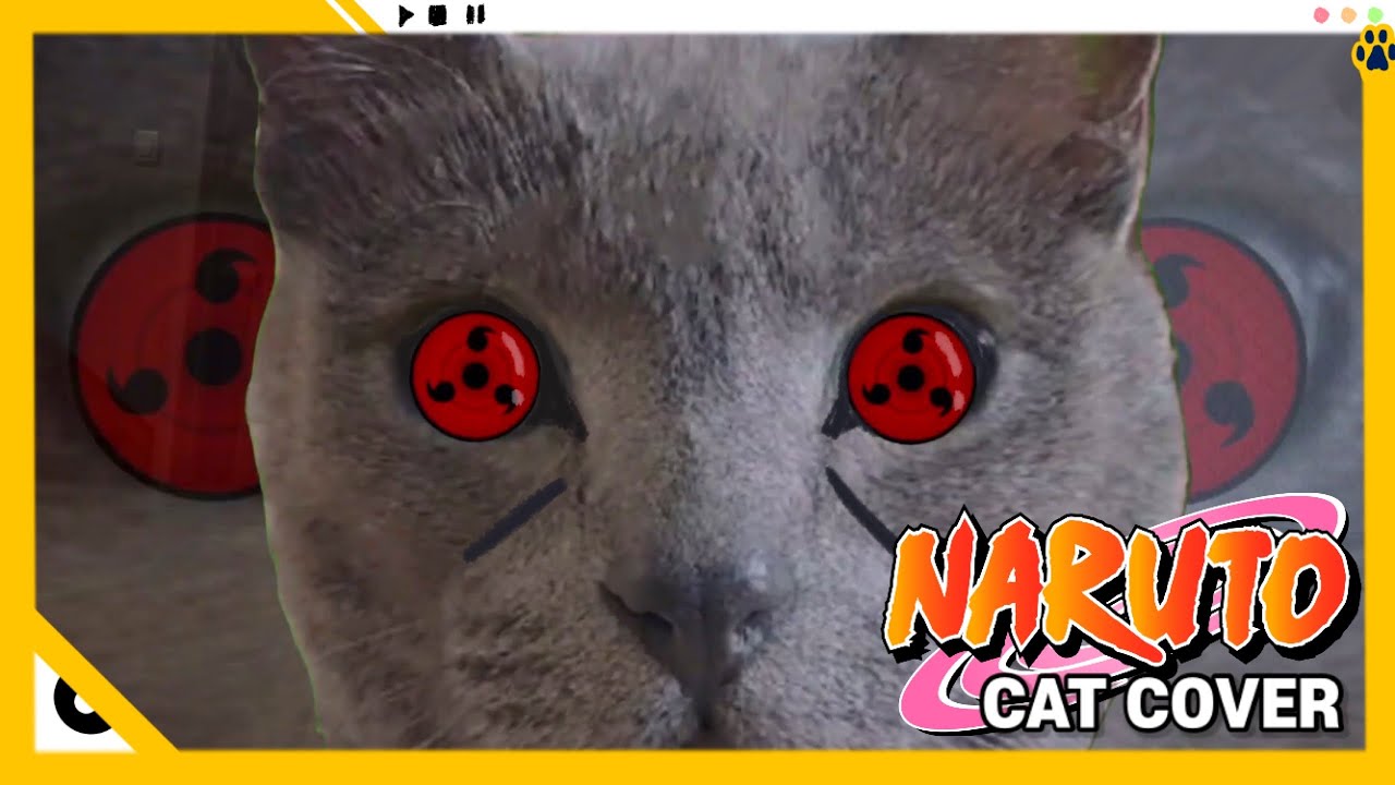 나루토 솟구치는 투지 고양이 리믹스! 고양이도 투지를 불태운다? ( Naruto theme - The Raising Fighting Spirit Cat remix )