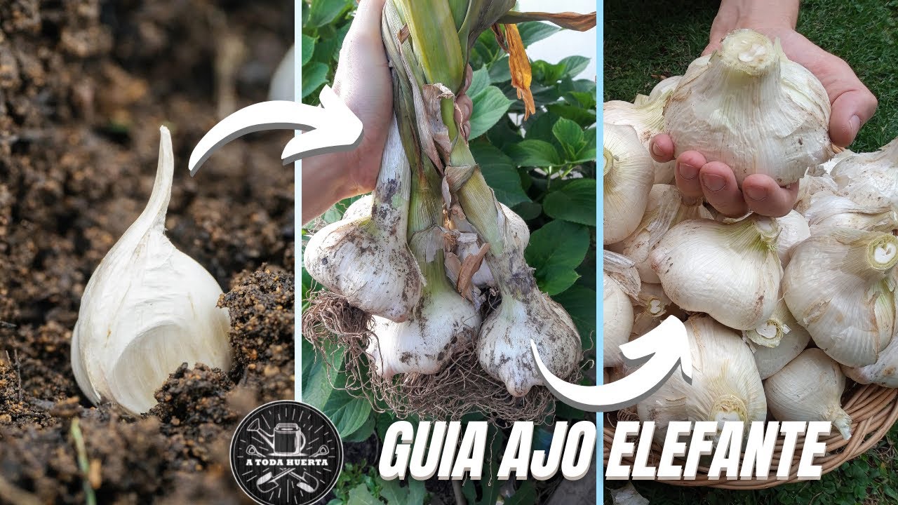 Ajo Elefante: Siembra a Cosecha (Guía Completa) // HARVESTING: Elephant Garlic