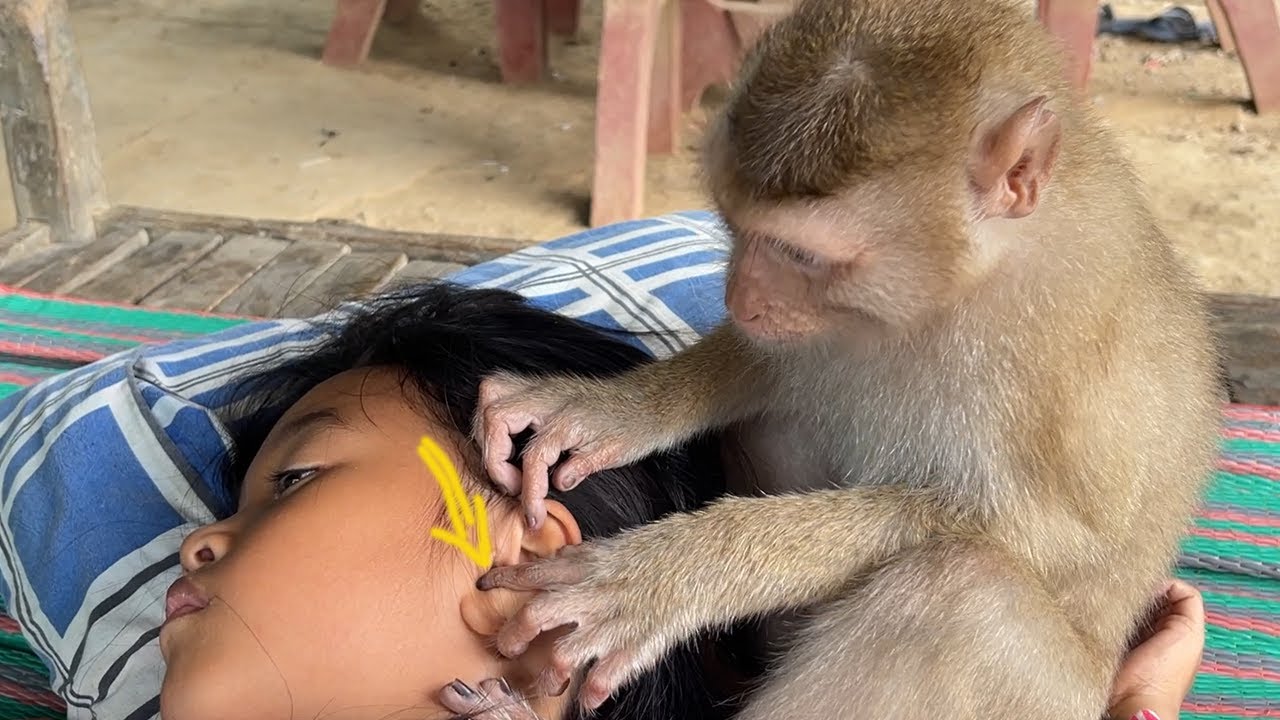 Zueii Monkey Clear Her Sister Earwax