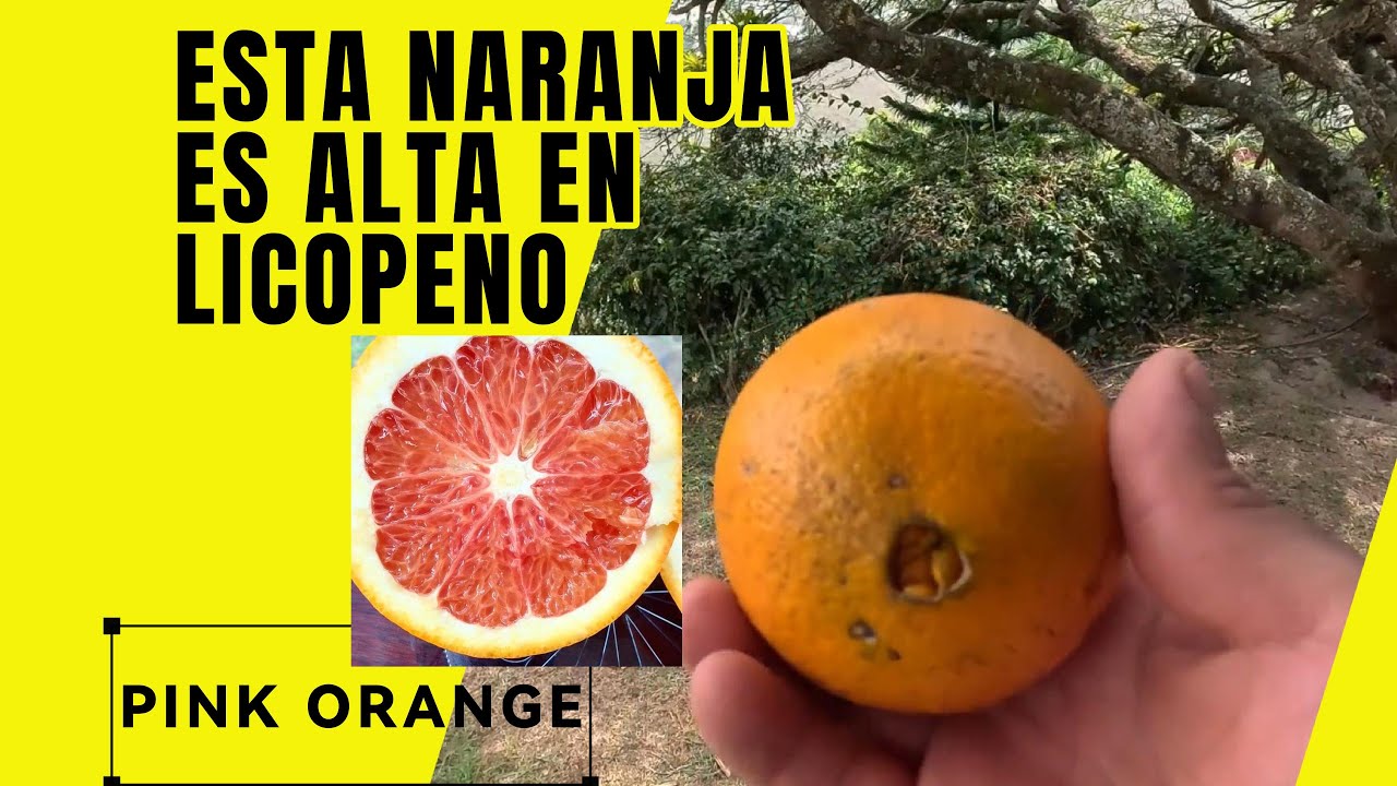 NARANJA NAVEL WASHINGTON (Roja) De sabor y aroma único