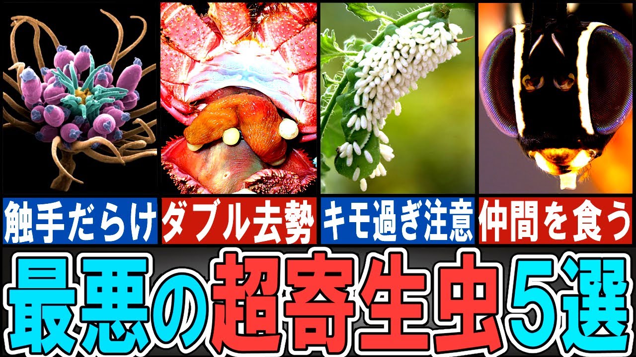 【閲覧注意】 寄生虫に寄生する「超寄生虫」５選【ゆっくり解説】【動物おもしろ雑学】