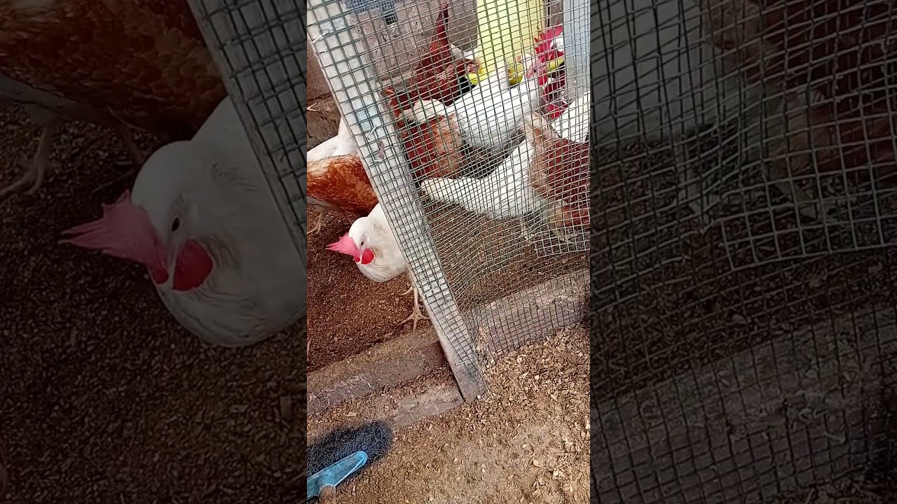 27 Week 2 Days Old Layer Chicks 