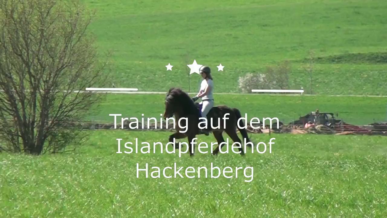 Islandpferde Training