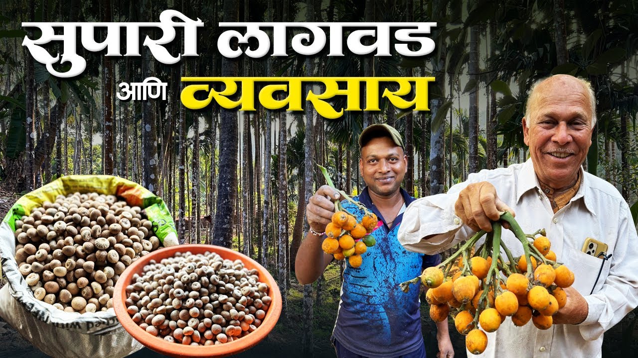कोकणातील सुपारी व्यवसाय आणि सुपारीची लागवड | वर्षभर उत्पन्न देणारा सुपारी व्यवसाय