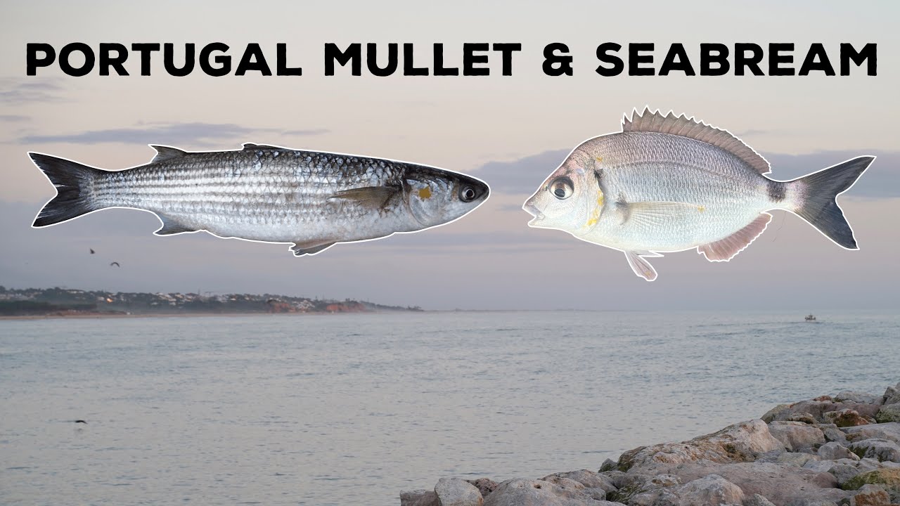 Fishing for Mullet & Seabream in PORTUGAL! (NEW Species)