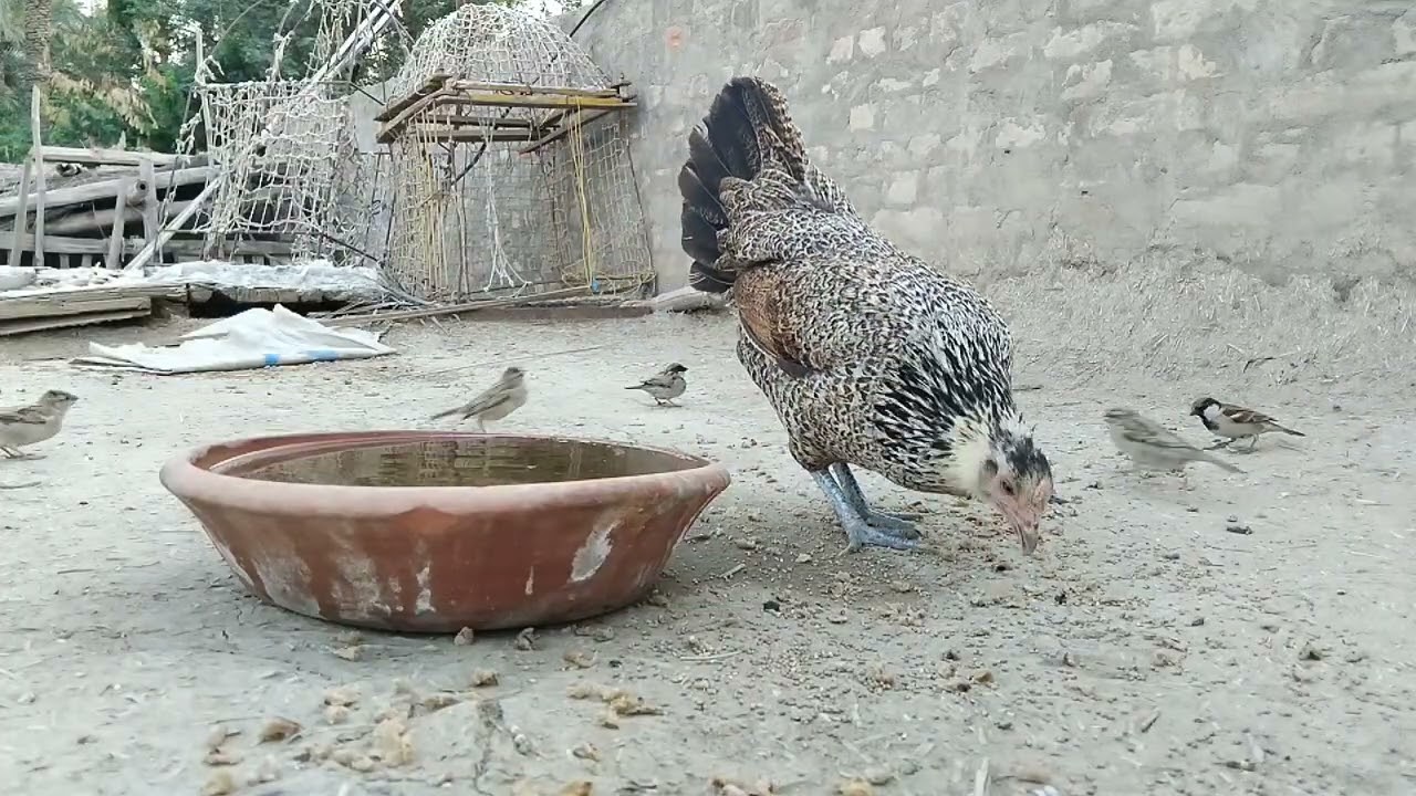 Episode 21 | Sparrows & Myna Birds Feeding Routine | Beautiful Bird Sounds & Daily Nature Life