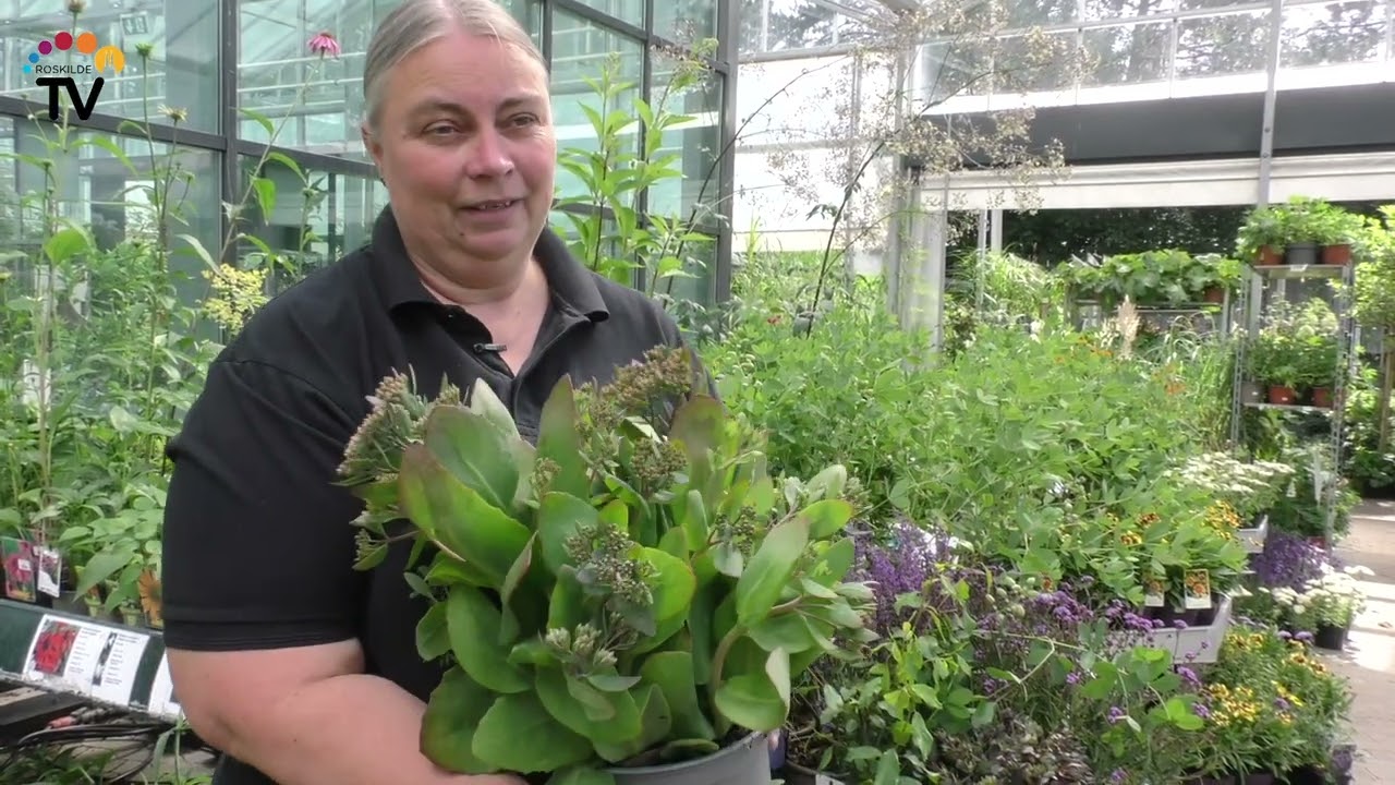 Sådan får du mere biodiversitet i haven