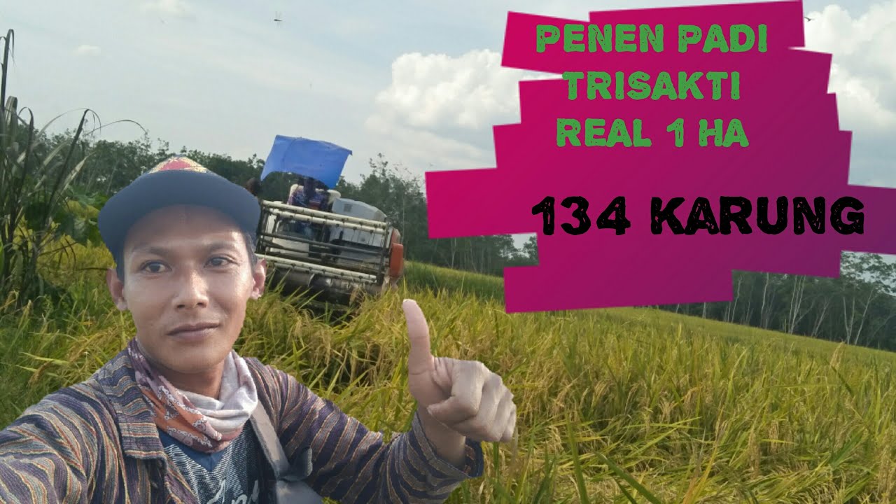 Liput panen padi trisakti seluas 1 hektar