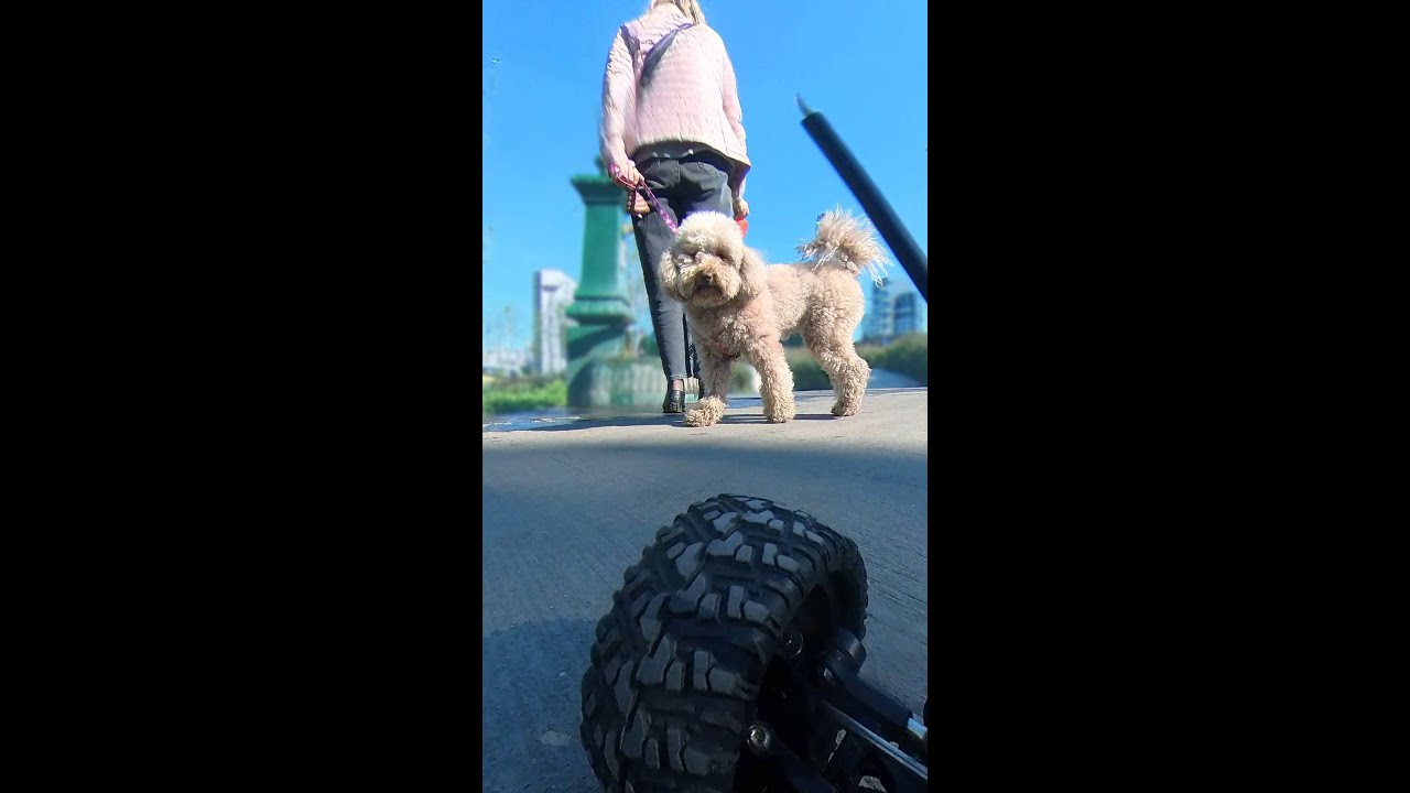 Animal reaction. FPV RC car