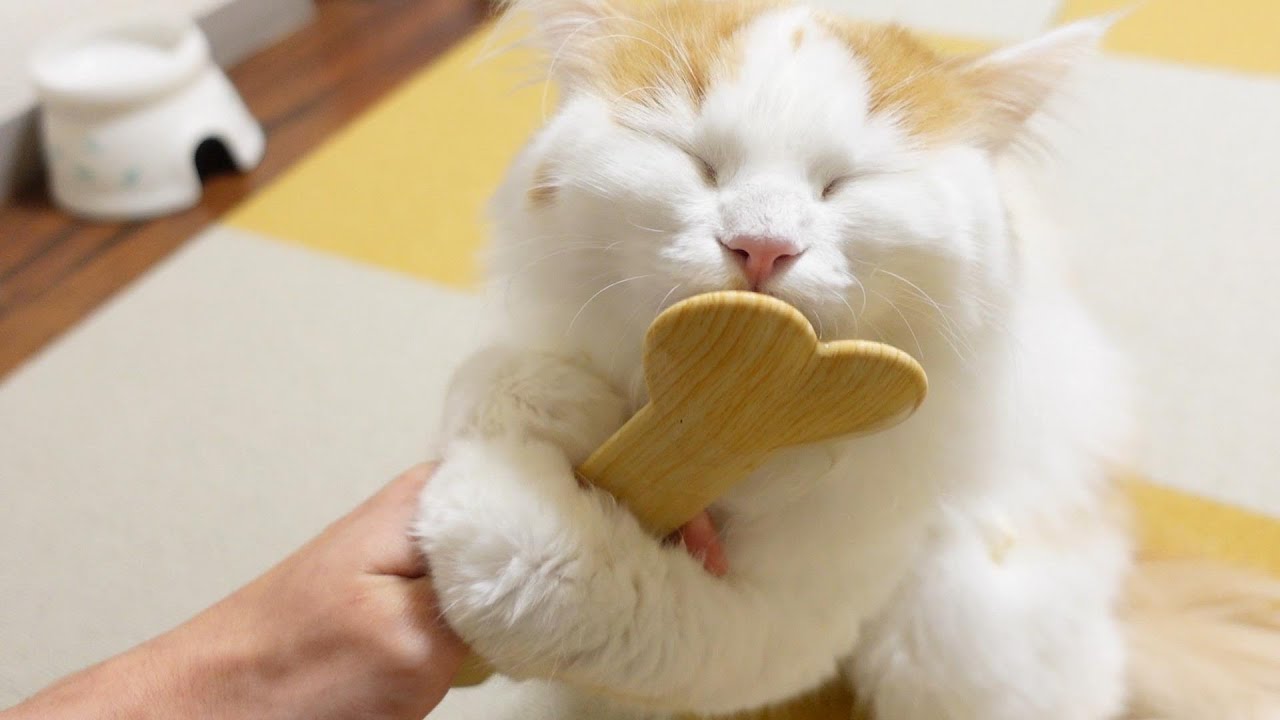 ちゅーる専用スプーンを使ってみたら飼い主のお手手もろともニャンコに拘束されました