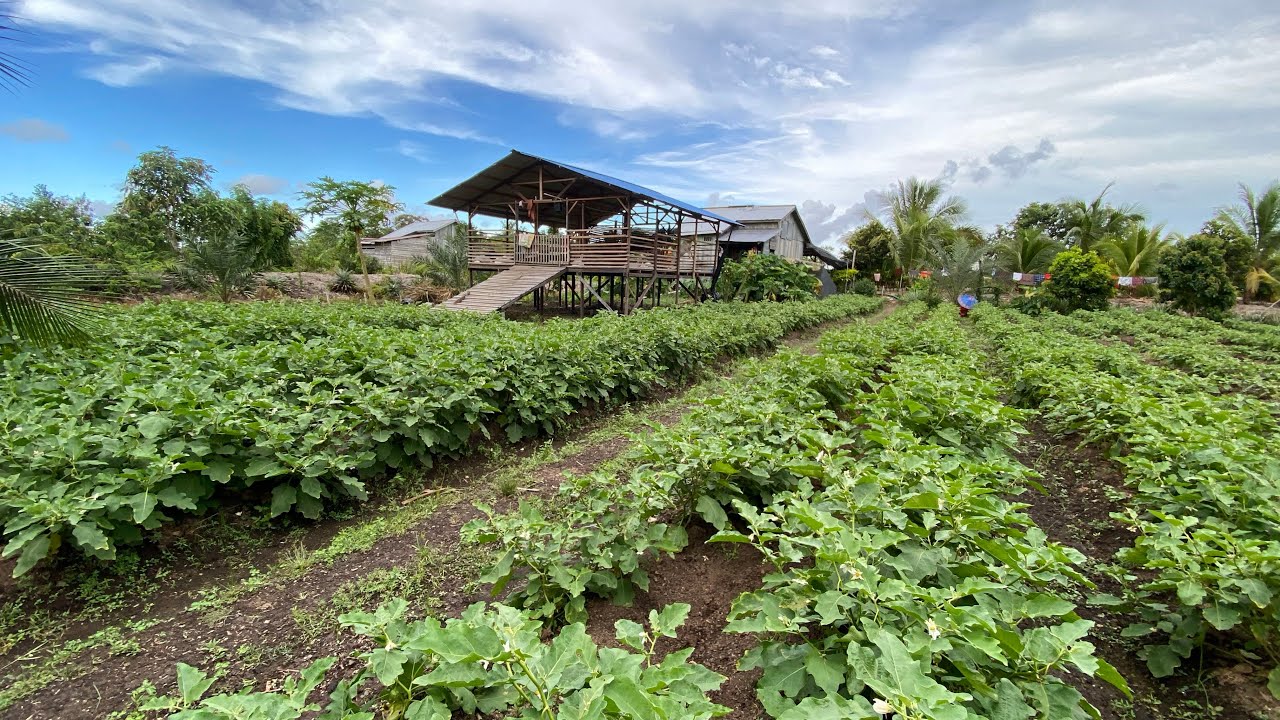 KEBUN DAN TERNAK PETANI TRANSMIGRASI ASAL JAWA TENGAH DI PEMUKIMAN TRANSMIGRASI SEPUNGGUR KALIMANTAN