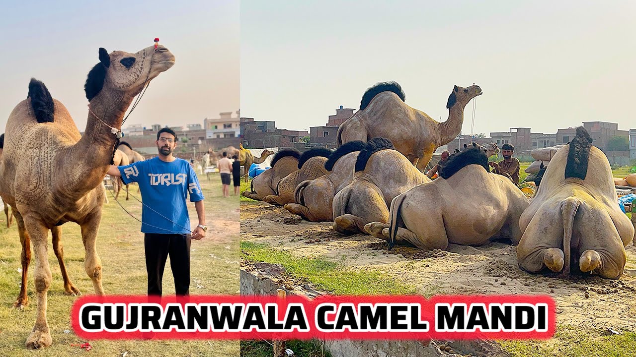Gujranwala Cand Da Qila Wali Camel Mandi Me Bohat Zeada Mall Agya He 🐪 23-5-2025 Update