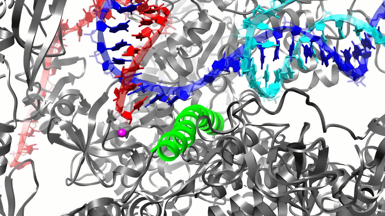 A movie of RNA Polymerase II transcription