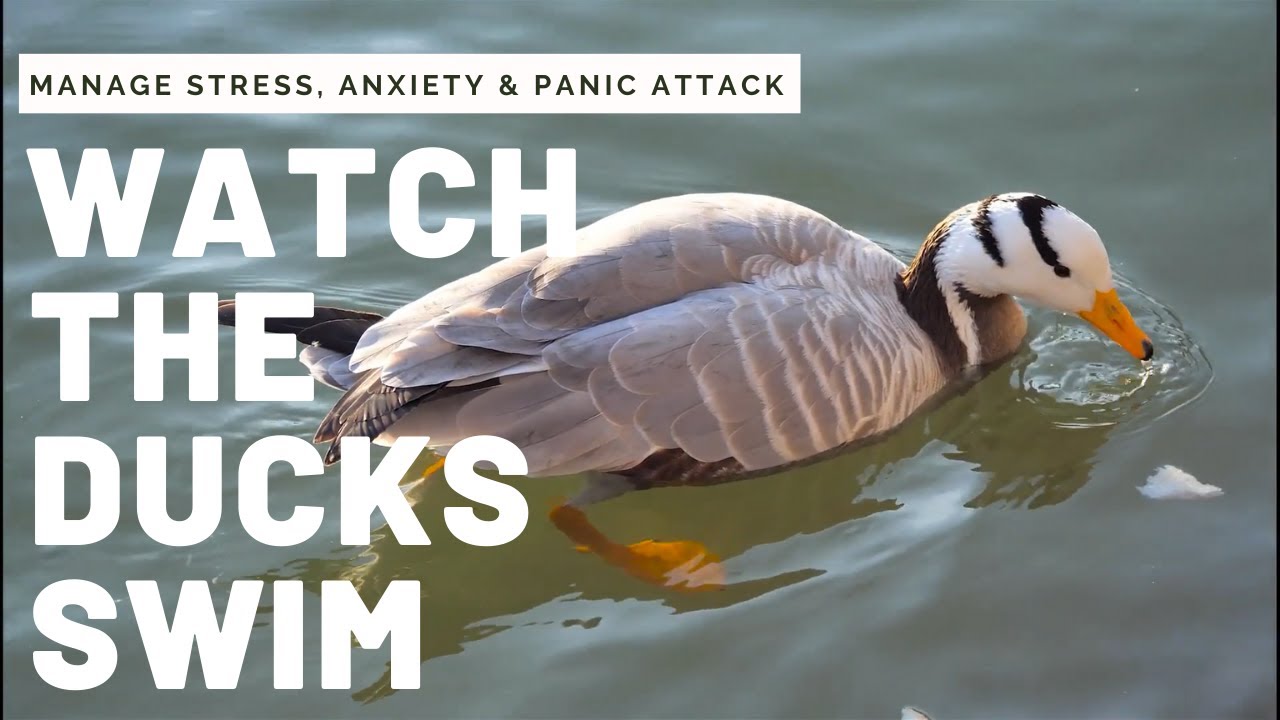 Relaxing Duck Swimming Video For Anxiety, Stress, Panic Attack, Depression, Sleep, Meditation, Yoga