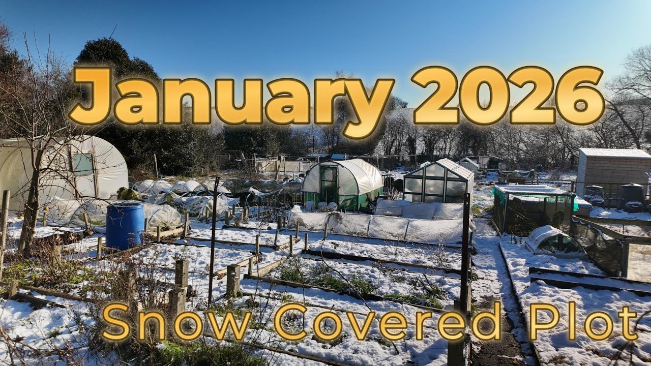 January 2026 on the Allotment