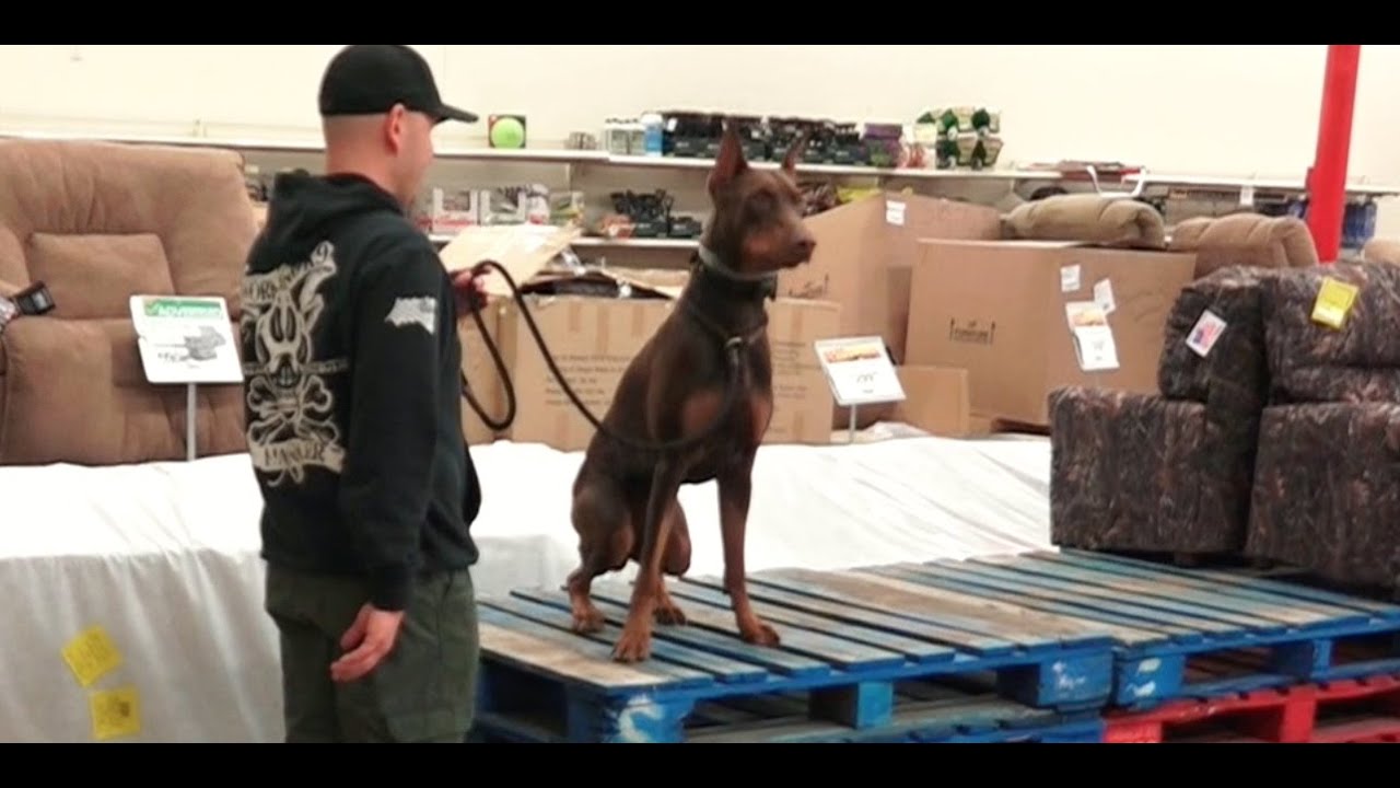 Best Dog Trainers in Columbus, Ohio! 10 Month Old Doberman Pincer, Mattis!