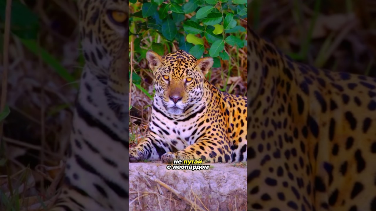 ЯГУАР | пятнистый красавец с очень мощной челюстью 🐆 #животные #дикиеживотные #книгаживотных #ягуар