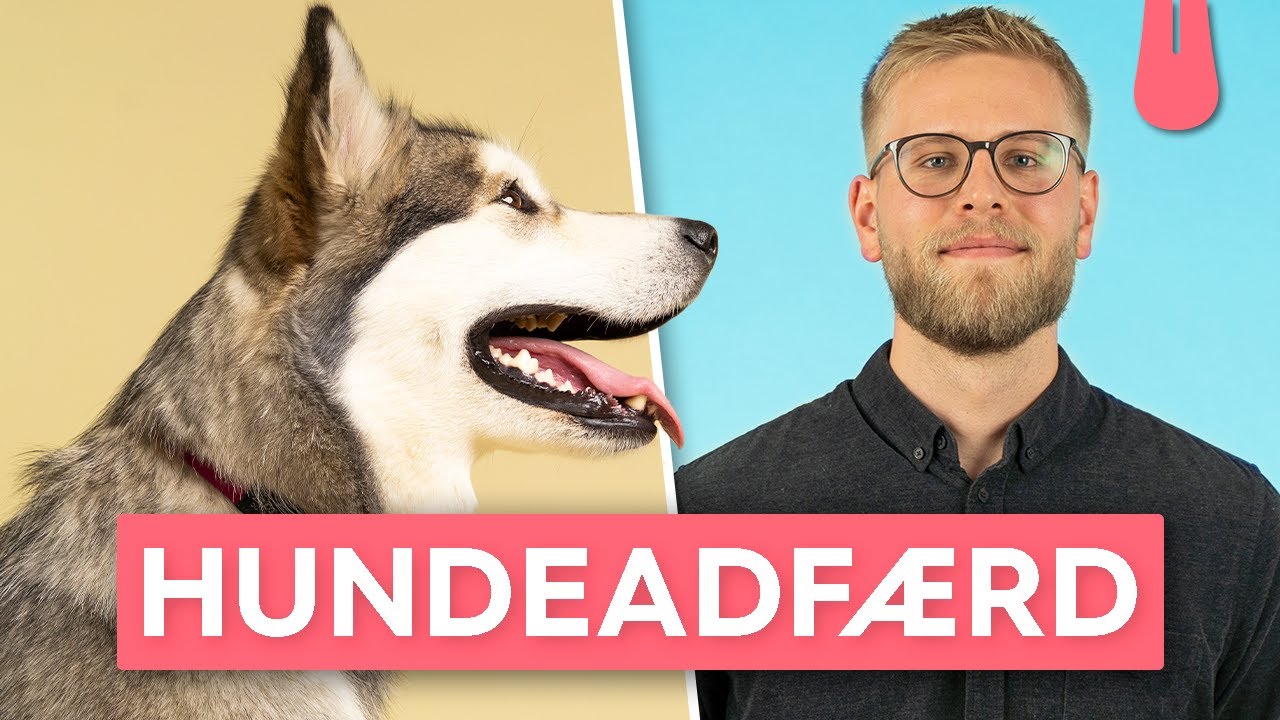 Hundeadf&aelig;rd - Hvad skal du vide? | Vuffeli
