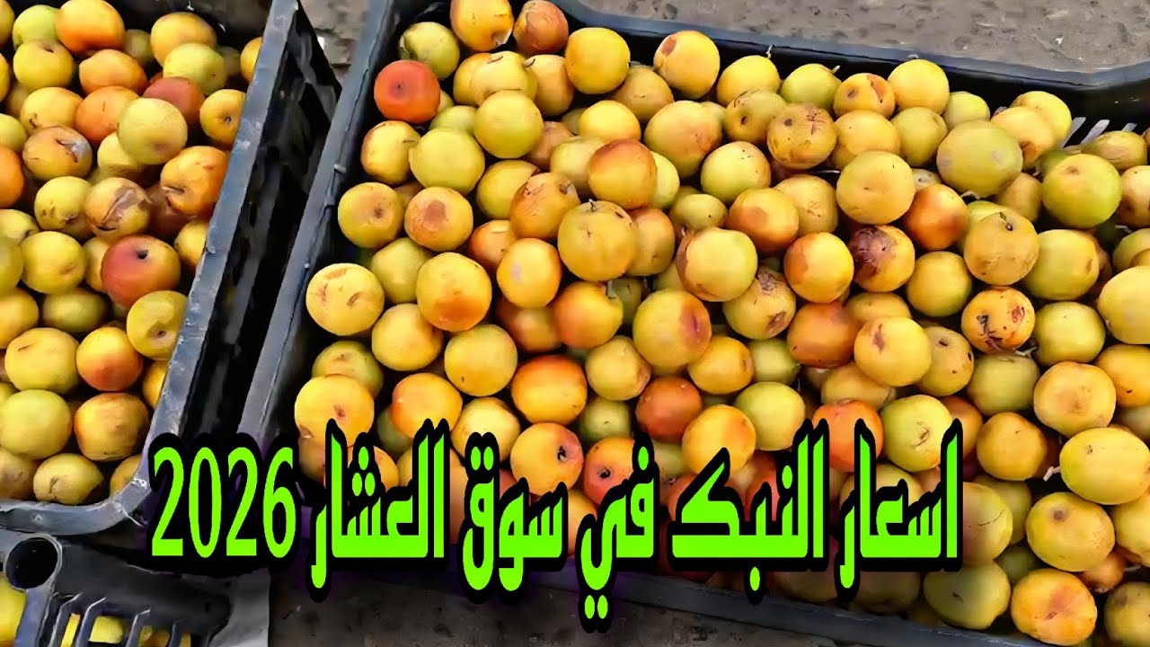 سوق العشار أسعار النبك موسم 2026#أحمد_مهدي 