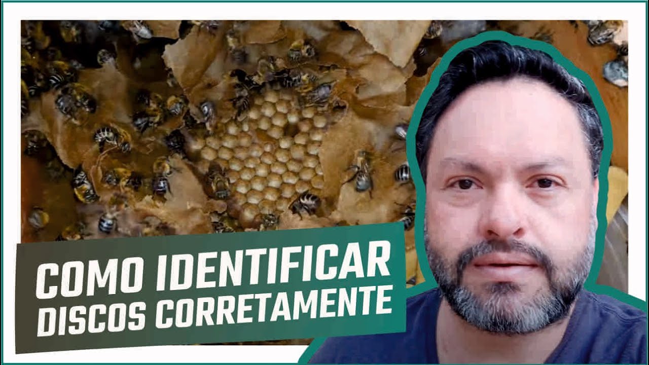 Discos de cria: como identificar o momento certo para dividir abelha uruçú amarela, nordestina etc