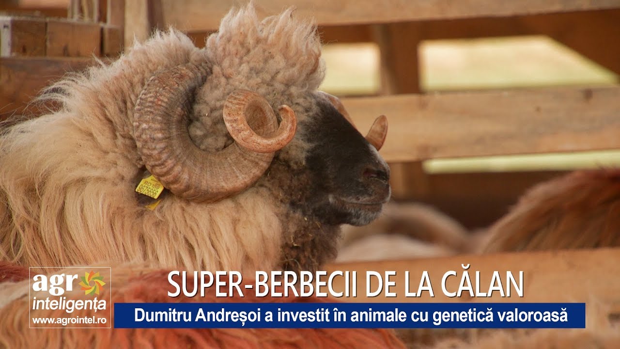 Super-berbecii de Țurcană de la Călan