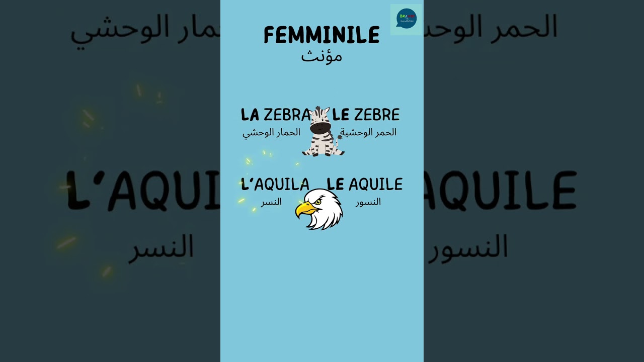 نتعلم #ادوات_التعريف بالايطالي #تعلم_الايطالي #italianarticles #a1italiano  