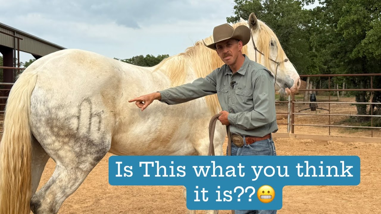 Is it Cruel?  Explaining the meanings behind the Markings on horses!
