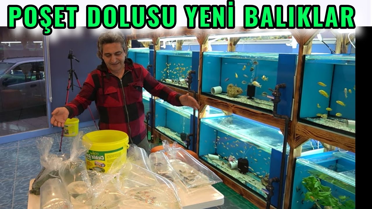 YENİ ALDIĞIMIZ BALIK TÜRLERİ, akvaryum balıkları