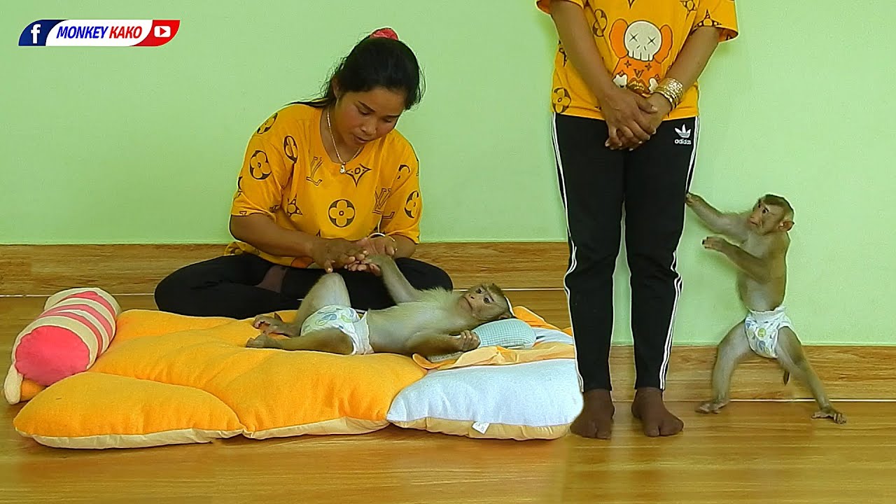 Funny Monkey | Adorable Kako Play With Mom And Sleep