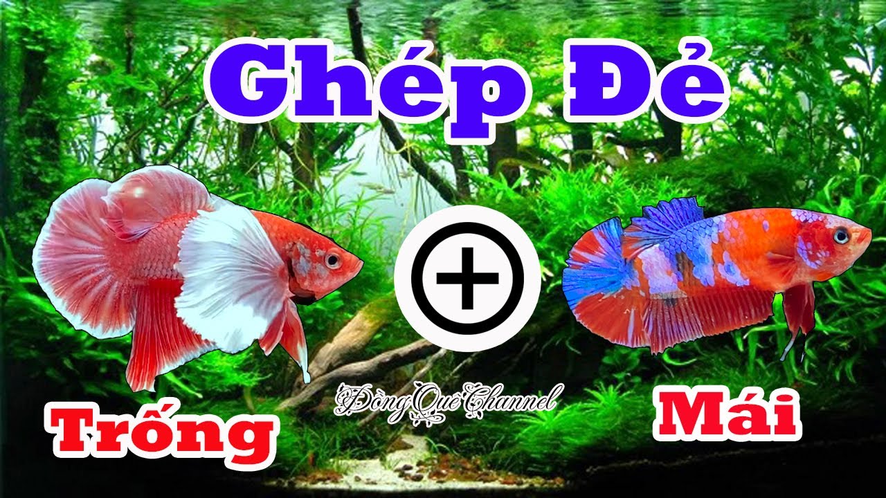 Thử Ghép Đẻ Cá Betta DUMBO LAVENDER Và Koi RED GALAXY┃Đồng Quê Channel