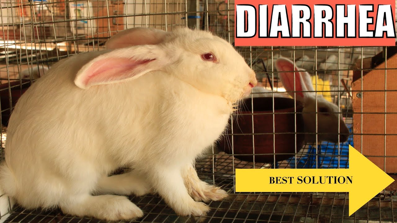How to Treat and Prevent Rabbit Diarrhea