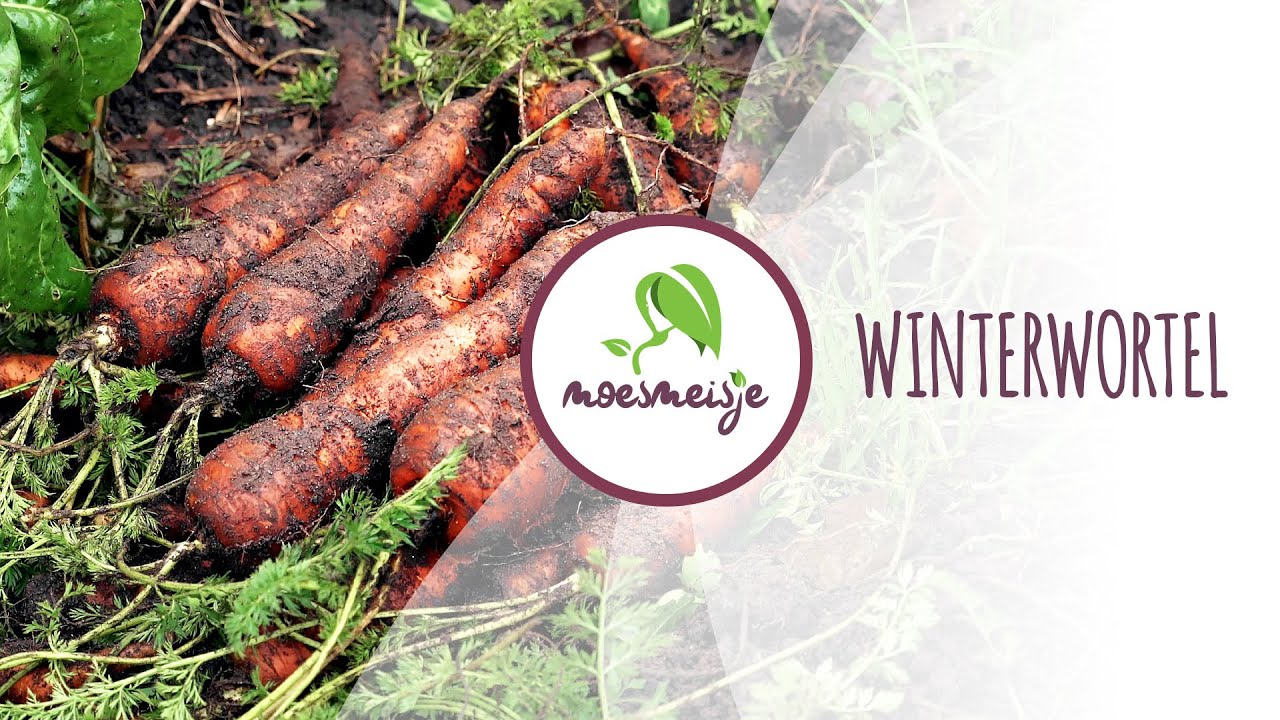 Winterwortel zaaien | Winterpeen zaaien