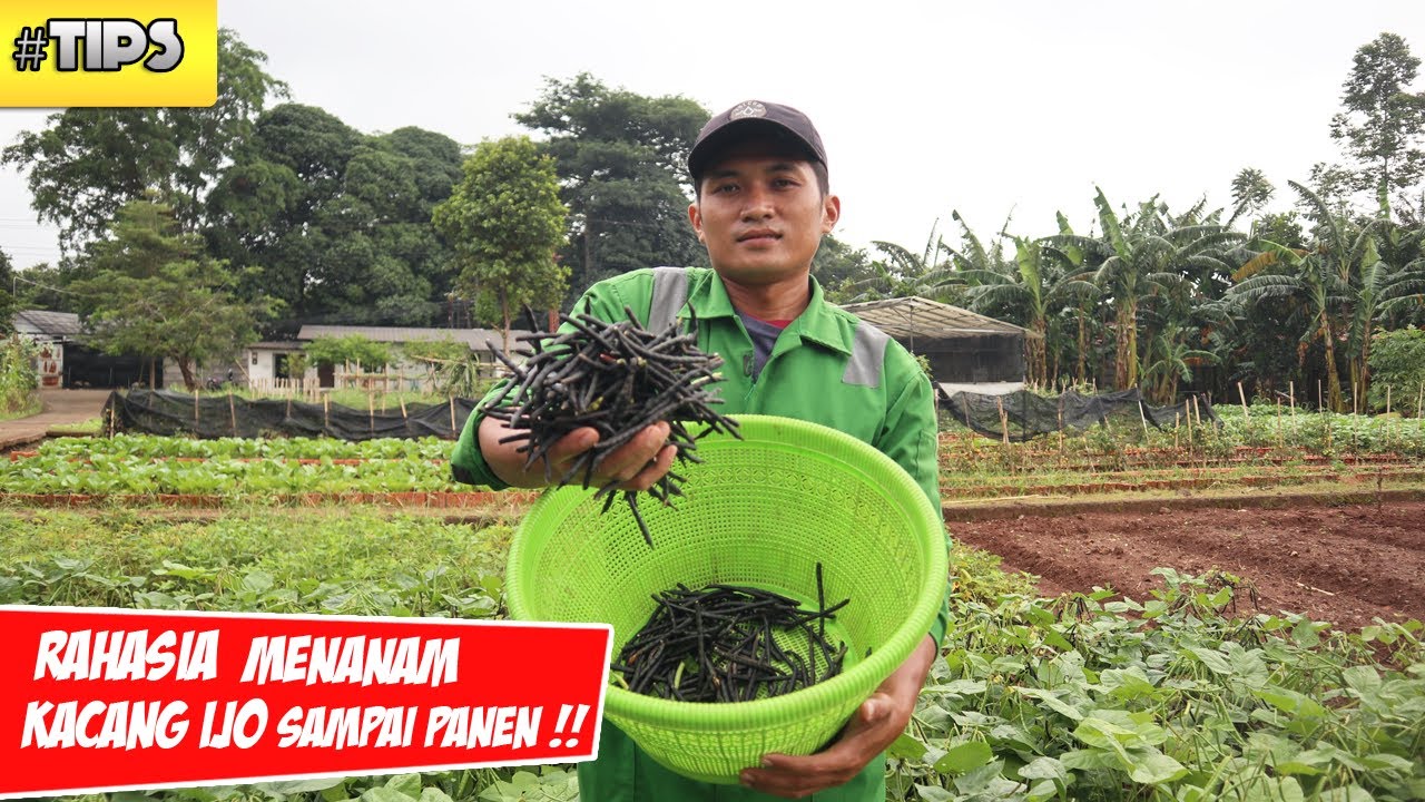 Tips Mudah Menanam Kacang Ijo ( HIJAU ) dari Awal Sampai Panen Lebat dengan Pupuk DINOSAURUS !!