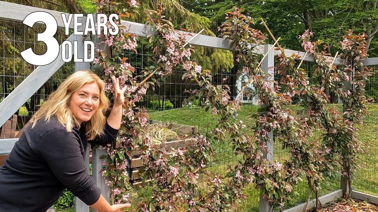 Creating an espalier Belgian fence || Look how it's grown!