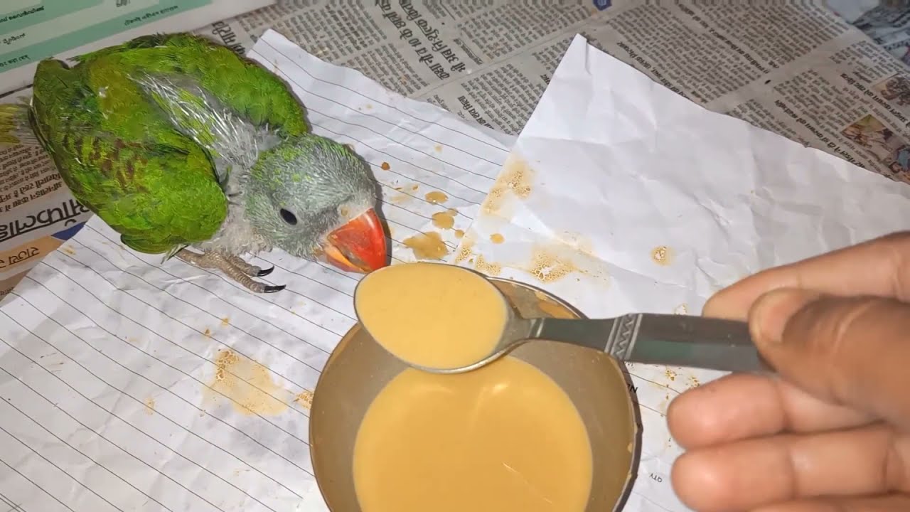 Parrot 1 to 15 day Feathers wings Growing