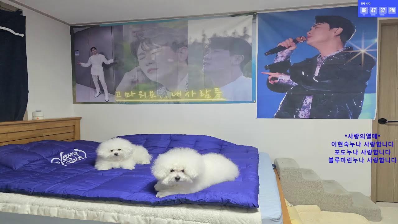 #내사람들쉼터#영블스#영탁음방#신청곡