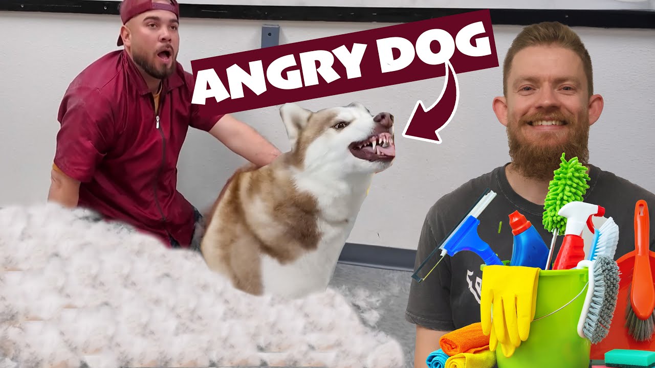 What It’s REALLY Like Cleaning a Dog Grooming Business