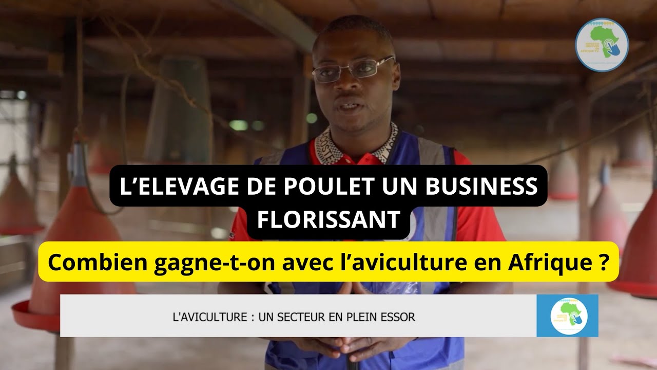 Reportage Cameroun, le business de l'aviculture soit de l'élevage de poulet de chair et de poussins
