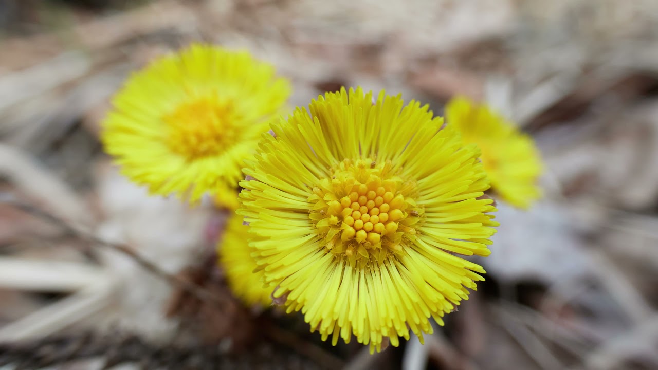 Coltsfoot: Medicine, Food, Tea & Salt #coltsfoot #foraging #botany