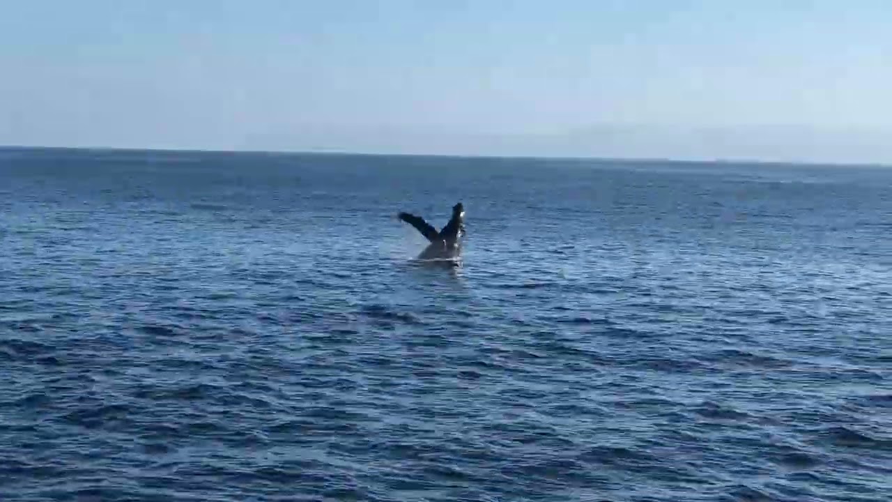 2018 - Whale Watching Long Beach, CA