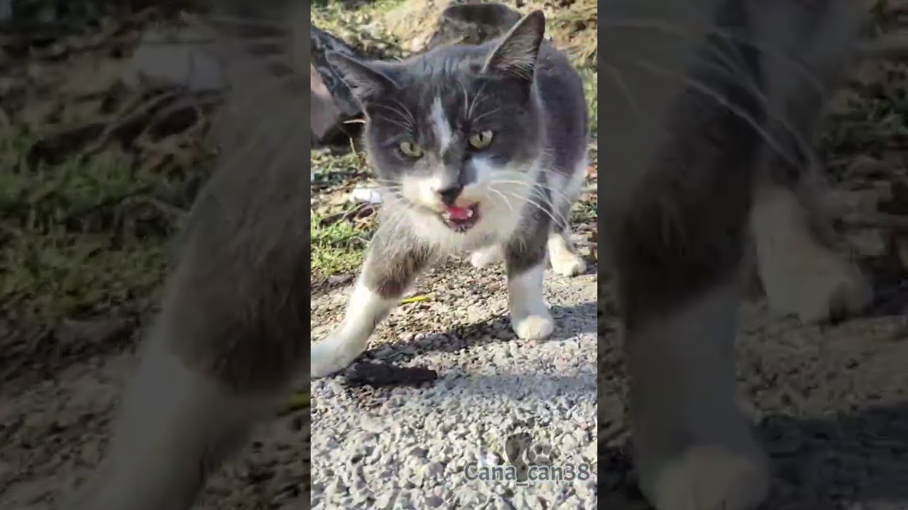 Dağlılar canlıyayın #salı #cats #kedi #katze #gato #asmr #बिल्ली #猫 #dua #destek #keşfet #merhamet
