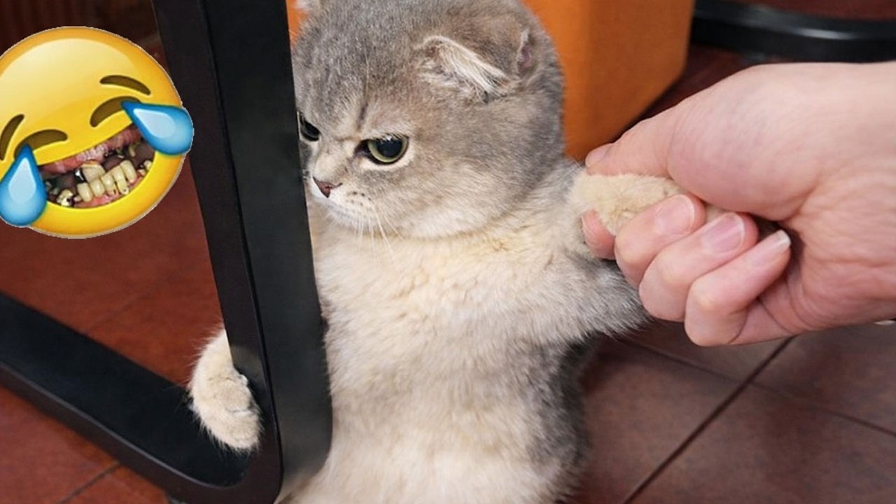 You Will Die Laughing At These Comedian Cats 😂 Funniest Cats Video 2026